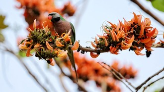 Palash Bermekaran, Musim Semi Tiba di Dhaka