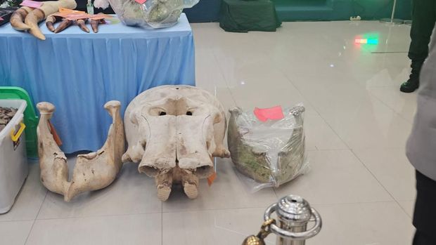 Polda Riau menggelar konferensi pers kasus pembunuhan gajah di Pelalawan, Riau, Selasa (3/3/2026).