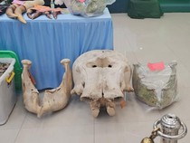 Saksi Bisu Kasus Perburuan Gajah di Riau: Gading hingga Sisik Trenggiling