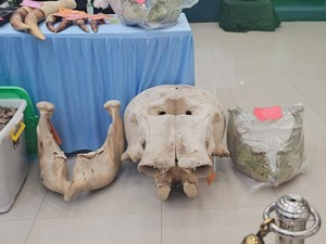 Saksi Bisu Kasus Perburuan Gajah di Riau: Gading hingga Sisik Trenggiling