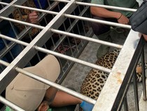 Macan Tutul yang Teror Warga Tawangmangu Dibawa ke Solo Safari