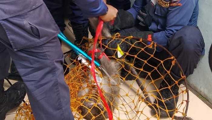 Proses evakuasi monyet liar di Sumedang