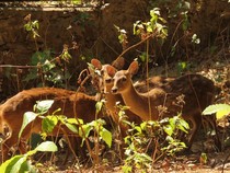 Kawanan Rusa Tiba-tiba Muncul-Hadang Pemotor di Depok