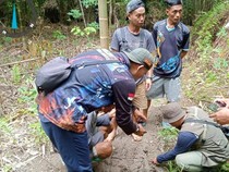 BKSDA Pastikan Warga yang Tewas Mengenaskan di Mura karena Diterkam Harimau