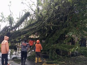 Hujan Angin di Kota Sukabumi, 9 Pohon Tumbang-13 Atap Rumah Rusak