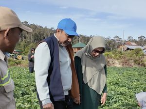 Bupati Lutra Tinjau Pertanian Kentang di Rongkong, Panen 20 Ton per Hektare