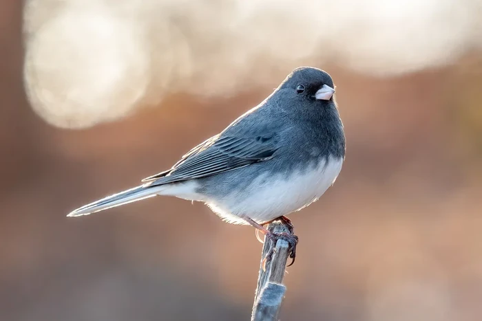 Burung junco bermata gelap atau burung pipit kecil yang ditemukan di seluruh Amerika Utara, mengalami evolusi paruh lebih panjang saat lockdown pandemi COVID-19