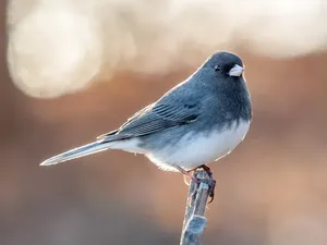 Burung Ini Alami Evolusi Singkat saat Pandemi COVID-19, Paruhnya Memanjang