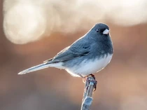 Burung Ini Alami Evolusi Singkat saat Pandemi COVID-19, Paruhnya Memanjang