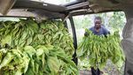 Chaibva Farm Bergeliat! Panen Tembakau Warnai Marondera