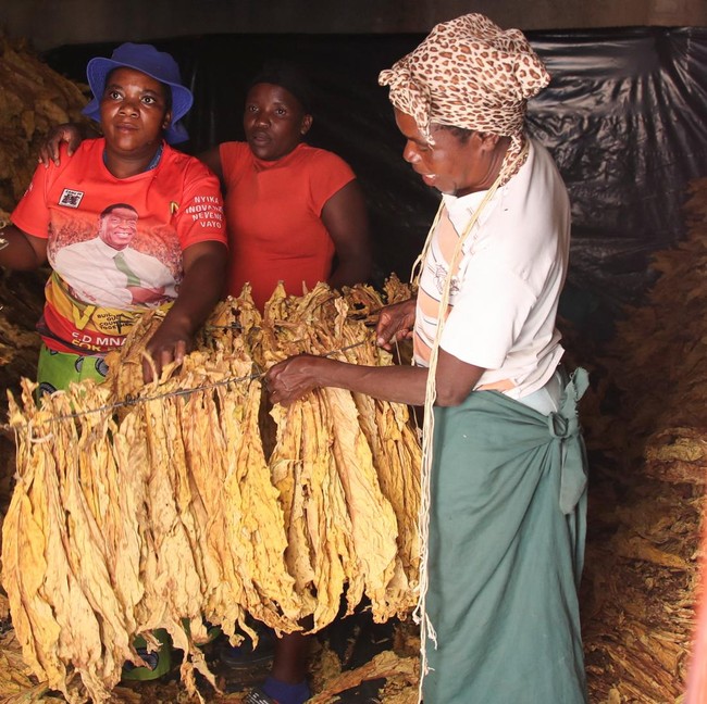 Chaibva Farm Bergeliat! Panen Tembakau Warnai Marondera