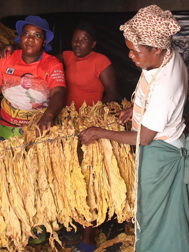 Chaibva Farm Bergeliat! Panen Tembakau Warnai Marondera