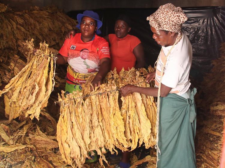 Chaibva Farm Bergeliat! Panen Tembakau Warnai Marondera