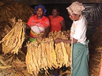 Chaibva Farm Bergeliat! Panen Tembakau Warnai Marondera