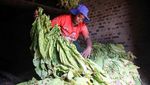 Chaibva Farm Bergeliat! Panen Tembakau Warnai Marondera