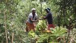 Chaibva Farm Bergeliat! Panen Tembakau Warnai Marondera