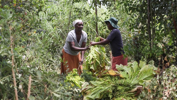 Aktivitas panen tembakau menggeliat di Chaibva Farm, Marondera, Zimbabwe, Selasa (3/3/2026). Para pekerja terlihat sibuk memetik, mengikat, hingga membawa daun tembakau ke dalam gudang pengawetan, menandai dimulainya musim pemasaran tembakau 2026. REUTERS/Philimon Bulawayo