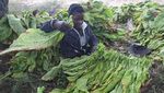 Chaibva Farm Bergeliat! Panen Tembakau Warnai Marondera