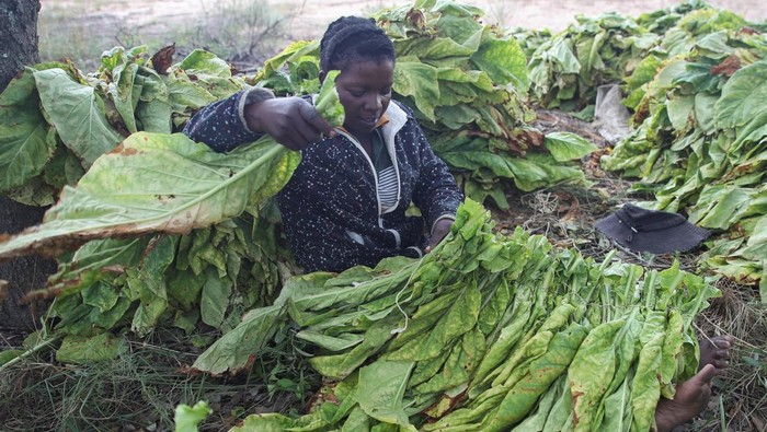 Aktivitas panen tembakau menggeliat di Chaibva Farm, Marondera, Zimbabwe, Selasa (3/3/2026). Para pekerja terlihat sibuk memetik, mengikat, hingga membawa daun tembakau ke dalam gudang pengawetan, menandai dimulainya musim pemasaran tembakau 2026. REUTERS/Philimon Bulawayo