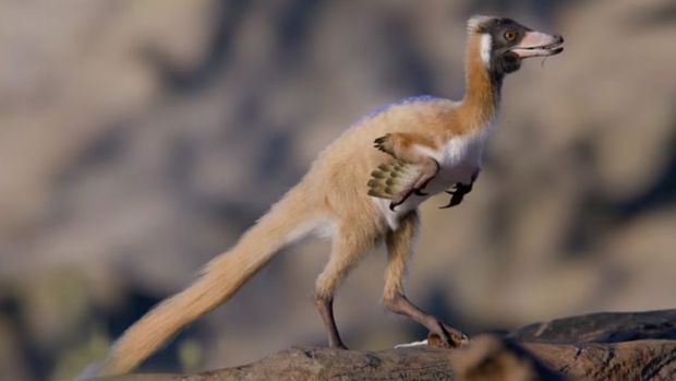 Ilustrasi dinosaurus seukuran ayam (Alnashetri cerropoliciensis ). (ElPais)