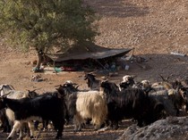 Leluhur Orang Iran Sudah Bisa Olah Susu Sejak 9.000 Tahun Lalu