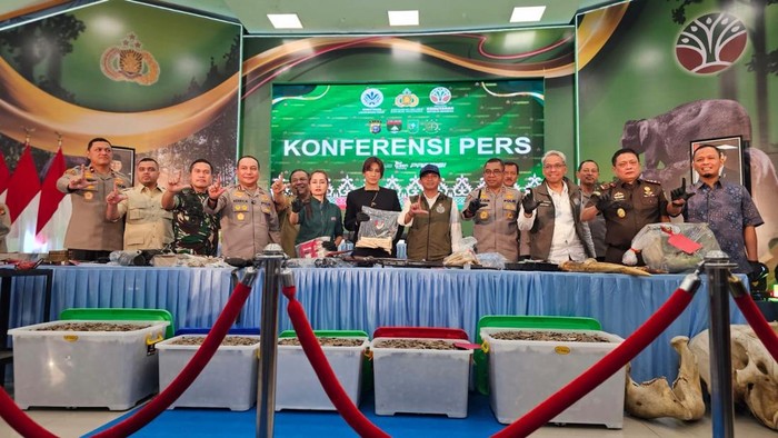 Terungkap Jejak Gading Gajah Tesso Nilo, Hingga Dikirim ke Solo, Memicu Kontroversi!