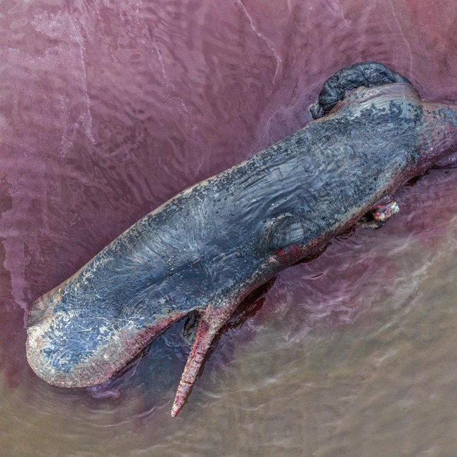 Paus Sperma Terdampar di Kolaka