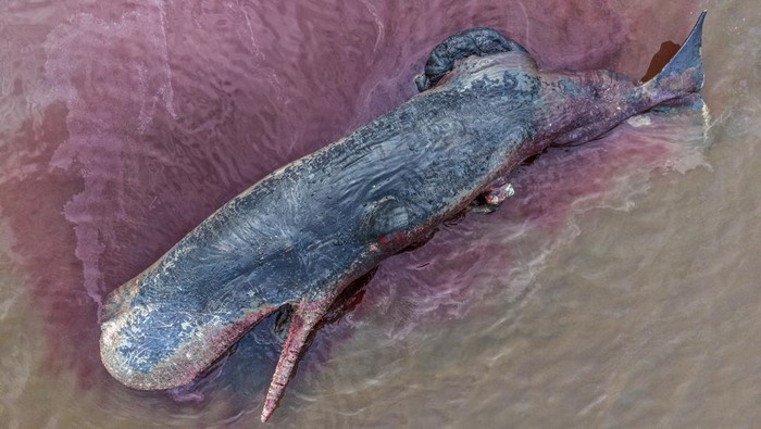 Foto udara bangkai paus sperma (Physeter macrocephalus) yang terdampar dan mulai mengeluarkan darah di pesisir pantai Desa Totobo, Kabupaten Kolaka, Sulawesi Tenggara, Rabu (4/3/2026). Balai Pengelolaan Sumber daya Pesisir dan Laut (BPSPL) Makassar Wilayah Kerja Kolaka menyatakan evakuasi dengan metode penenggelaman atau sea burial menjadi satu satunya cara yang sesuai dengan jarak terdamparnya mamalia tersebut guna memitigasi bau busuk yang sudah mulai timbul. ANTARA FOTO/Andry Denisah/bar