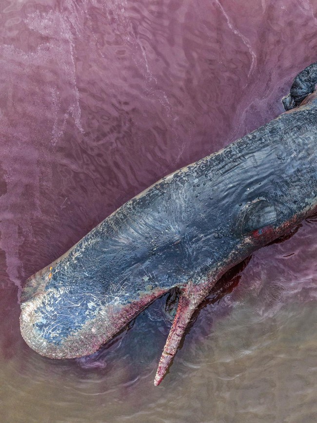 Paus Sperma Terdampar di Kolaka