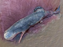 Paus Sperma Terdampar di Kolaka