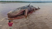 Seekor paus sperma (Physeter macrocephalus) ditemukan terdampar di pesisir pantai dan kondisinya mulai membusuk di Desa Totobo, Kabupaten Kolaka, Sulawesi Tenggara, Kemarin. ANTARA FOTO/Andry Denisah