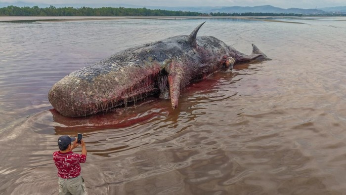 Seorang warga mendokumentasikan bangkai paus sperma (Physeter macrocephalus) yang terdampar di pesisir pantai Desa Totobo, Kabupaten Kolaka, Sulawesi Tenggara, Rabu (4/3/2026). Balai Pengelolaan Sumber daya Pesisir dan Laut (BPSPL) Makassar Wilayah Kerja Kolaka menyatakan evakuasi dengan metode penenggelaman atau sea burial menjadi satu satunya cara yang sesuai dengan jarak terdamparnya mamalia tersebut guna memitigasi bau busuk yang sudah mulai timbul. ANTARA FOTO/Andry Denisah/bar