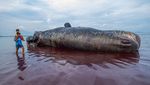 Paus Sperma Terdampar di Kolaka