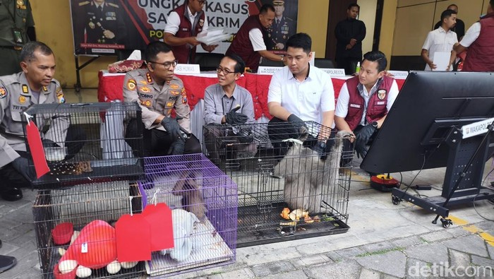 Penampakan satwa yang dilindungi