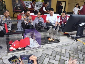 Polresta Sidoarjo Bongkar Perdagangan Satwa Dilindungi Antarnegara