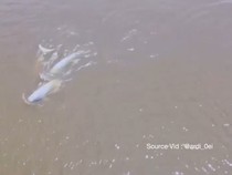 Kawanan Pesut Mahakam Terekam Drone Lagi Beraksi dengan Lucunya