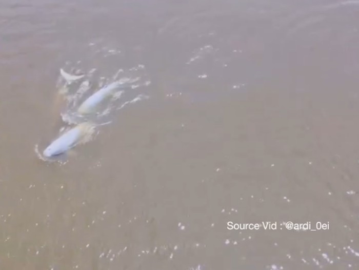 Pesut di Sungai Mahakam Desa Pela, Kecamatan Kota Bangun, Kabupaten Kutai Kartanegara (Kukar)