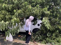 Brak! Pohon Tumbang Timpa Mobil-Lapak di Daerah Suratmo Semarang