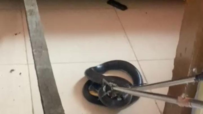 Ular kobra 2 meter ditemukan di bawah tempat tidur warga di Gorontalo. Petugas Damkar berhasil mengevakuasi ular berbisa tersebut dengan aman.