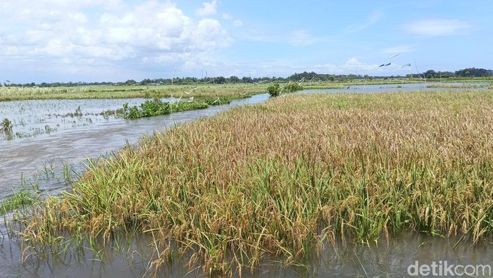 Banjir di Lumajang