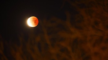 “Blood Moon” terbit di langit Ciudad Juarez, Meksiko, selama gerhana bulan total. Fase totalitas pada peristiwa ini berlangsung sekitar 58 menit ketika Bulan tampak berwarna merah tembaga. REUTERS/Jose Luis Gonzalez