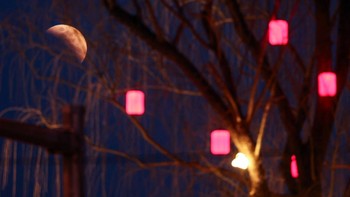 “Blood Moon” terlihat melalui cabang pohon yang dihiasi lentera merah saat gerhana bulan total di Beijing, China. Peristiwa astronomi ini dapat diamati dengan aman menggunakan mata telanjang tanpa perlindungan khusus. REUTERS/Maxim Shemetov