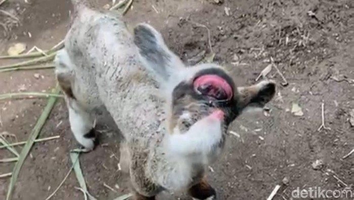 Kambing mata satu di Jember