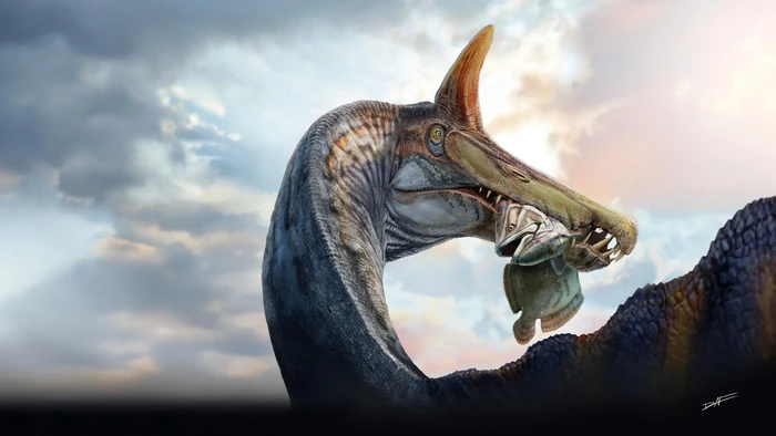 Perkiraan wujud Spinosaurus mirabilis diilustrasikan sedang makan ikan purba coelacanth oleh seniman paleontologi Dani Navarro.