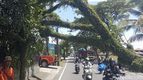 Pohon perindang jalan tumbang akibat angin kencang, Kamis sore (5/3/2026).