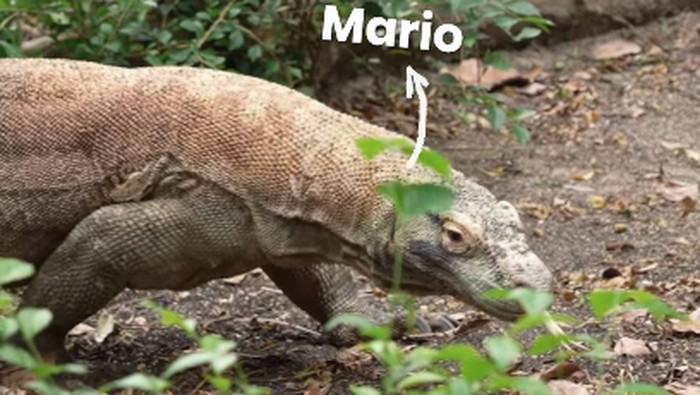 Seekor komodo bernama Mario di Singapore Zoo harus menjalani operasi setelah menelan boneka