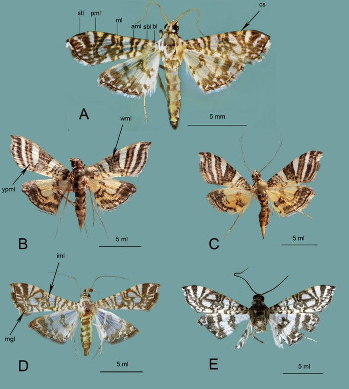 Tim peneliti BRIN berhasil mengidentifikasi dua spesies ngengat baru endemik Indonesia dari genus Glyphodella dan Chabulina, yaitu Glyphodella fojaensis Sutrisno & Ubaidillah, 2026 dan Chabulina celebesensis Sutrisno & Ubaidillah, 2026.