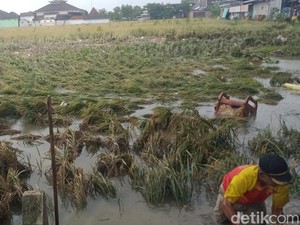 390 Hektare Tanaman Padi Siap Panen di Klaten Terendam Banjir