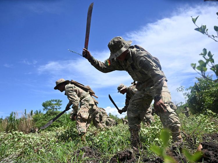 Bolivia Musnahkan Tanaman Koka Ilegal, Kerja Sama dengan DEA Kembali Dibuka