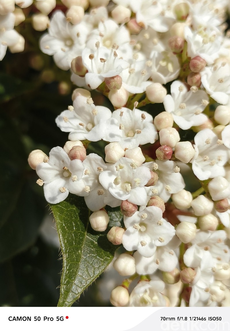 Hasil foto Tecno Camon 50 Pro